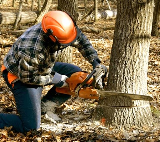 Tree Removal in Scotland, CT